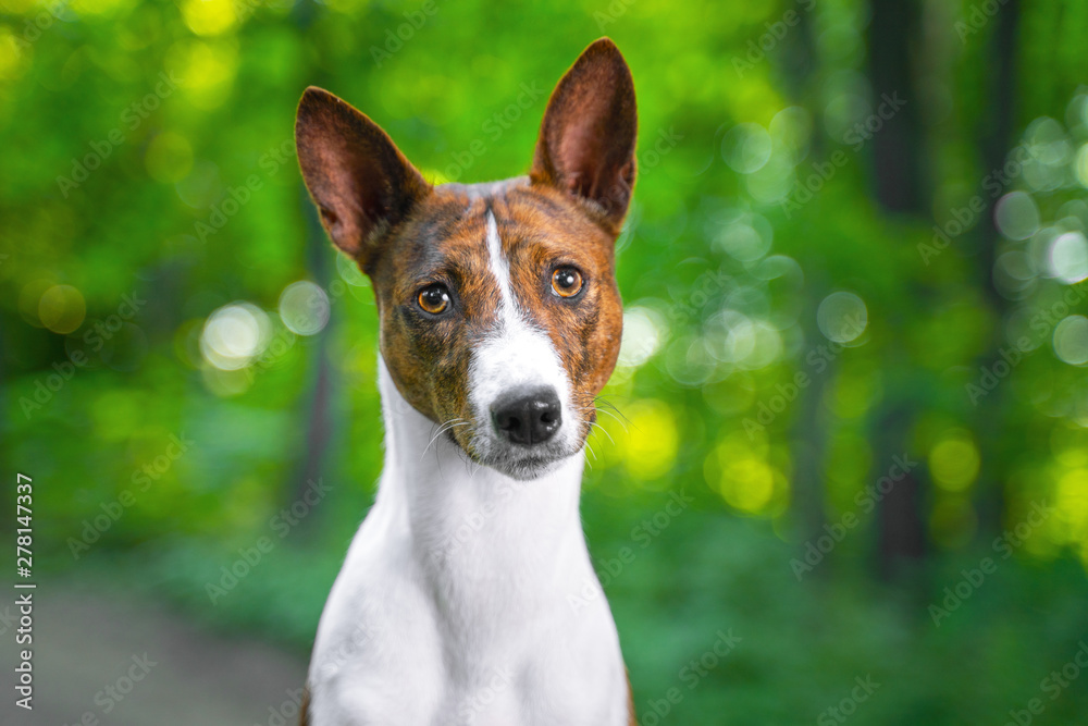 Portrait of a red basenji standing in a summer forest. Basenji Kongo Terrier Dog.
