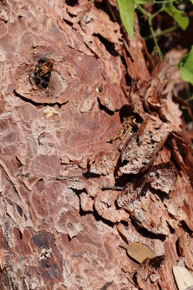 bark of a tree bark of a tree