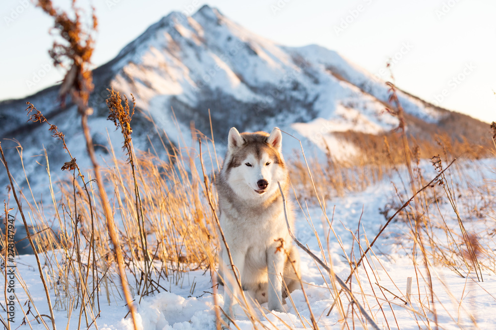Obraz premium Cute, happy and free siberian Husky dog sitting on the hill at sunset on mountains background