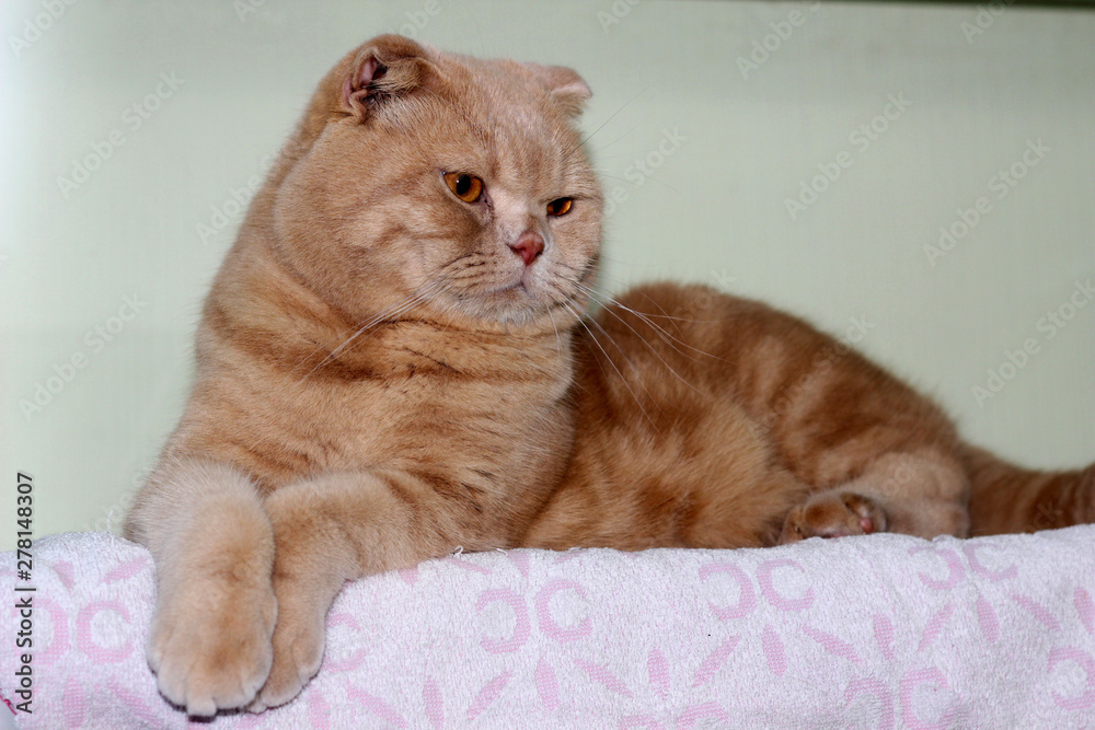 Gorgeous beige lop-eared Scottish Fold with beautiful rorange eyes on neutral background