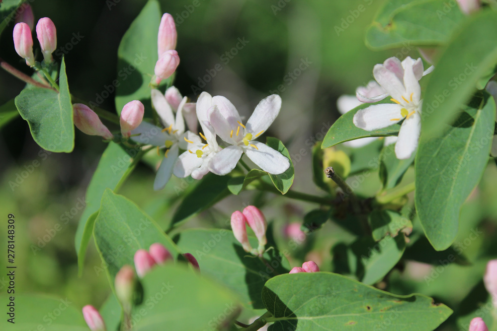 Small white flowers among green foliage Small white flowers among green foliage