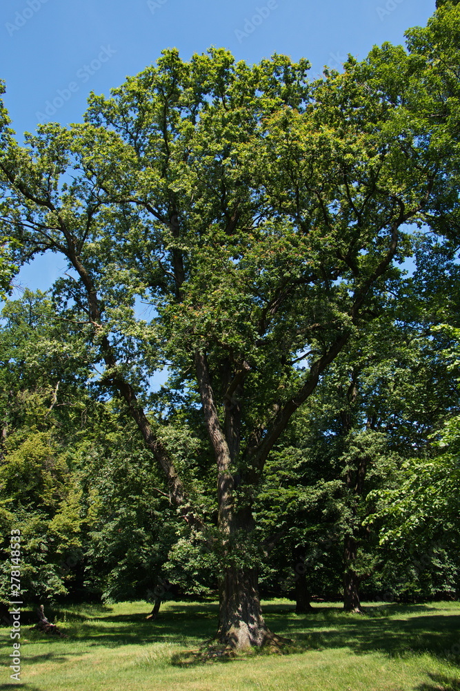 Giant oak tree in the park Giant oak tree in the park