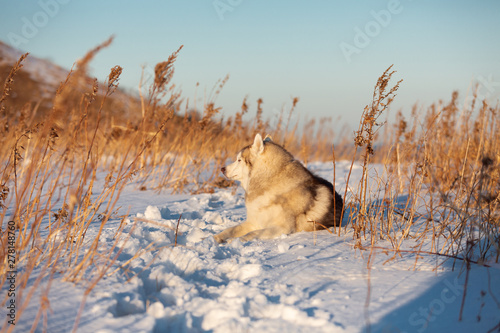 Beautiful  happy and free siberian Husky dog lying on the hill in the withered grass at sunset.