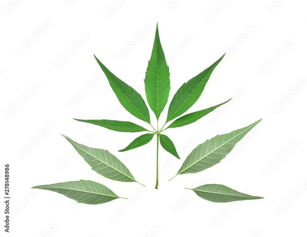 Green leaf of marijuana isolated on a white background. Green leaf of marijuana isolated on a white background.