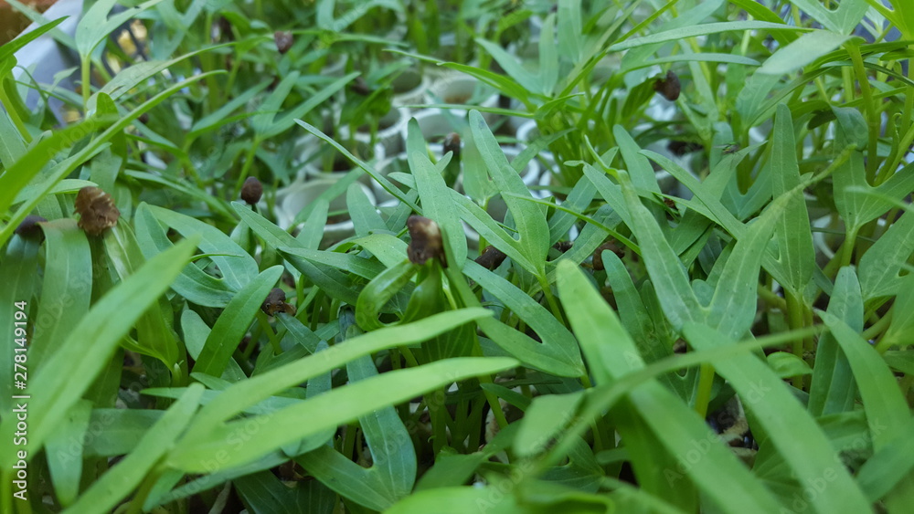Fototapeta premium Water spinach plants with hydroponic systems.