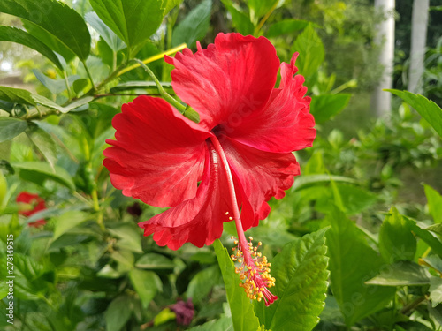 Hibiscus flower beautiful red color