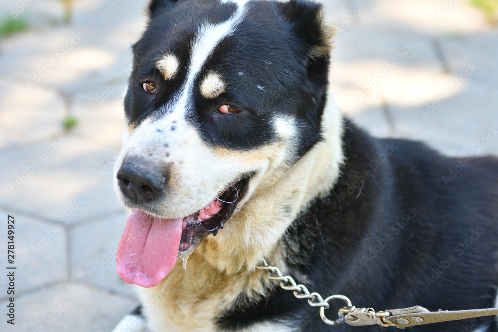 Dog breeds of alabai