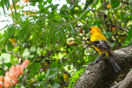 Curacao tropic bird photo