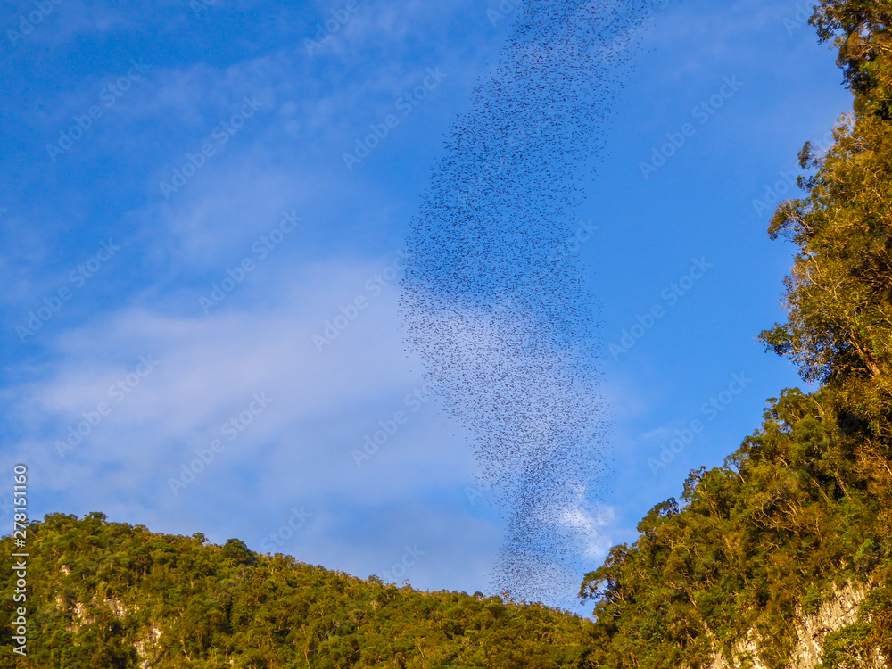 A flock of bats flies high in the sky, above the forest. They form a ...