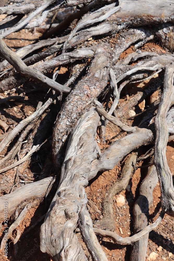 roots of tree