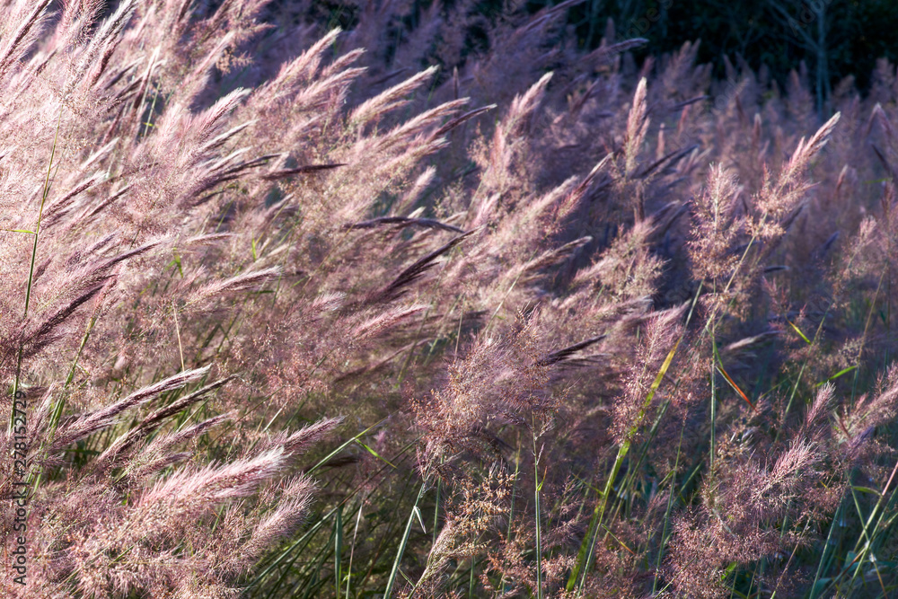 Grassy seed-heads in the afternoon sunlight - a flora background image, with shallow depth-of-field. Grassy seed-heads in the afternoon sunlight - a flora background image, with shallow depth-of-field.