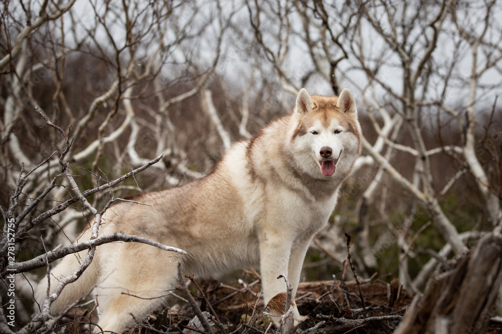 Beautiful and happy beige and white Siberian husky dog standing on the mountain. A dog on a natural background.