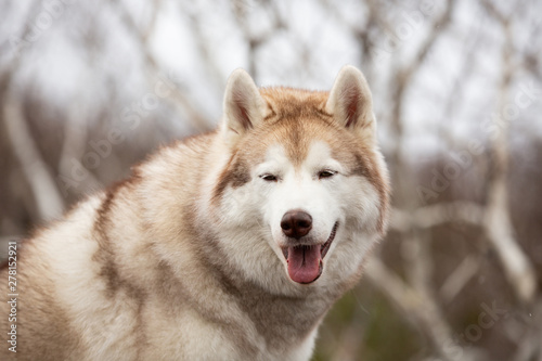 Beautiful and happy beige and white Siberian husky dog standing on the mountain. A dog on a natural background.