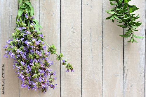 fresh flowering sage and mint hang to dry on a white wooden wall