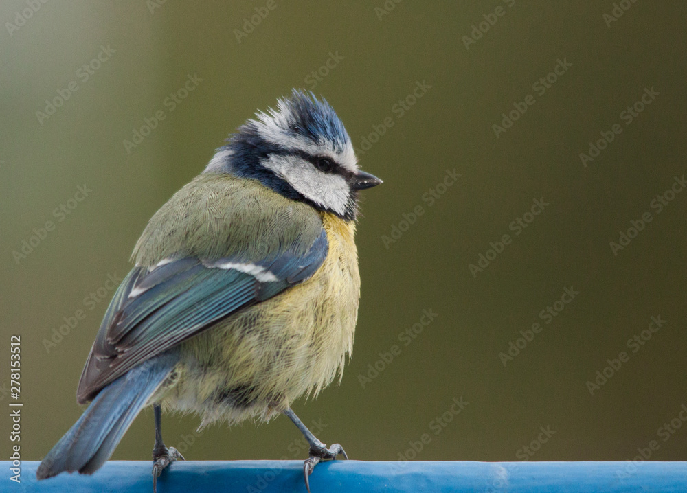 Obraz premium Mésange