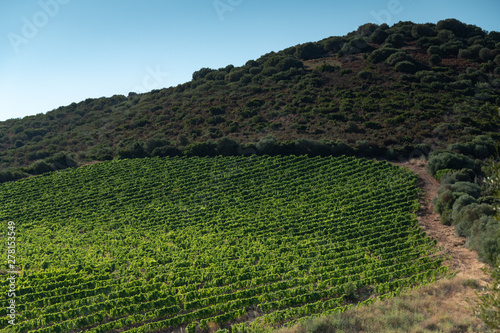 Vineyards in the Plain of Oletta, Corsica