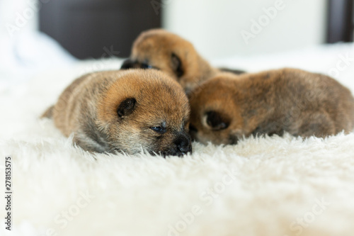 three sweet newborn red Shiba Inu puppies lying together on the blanket. © Anastasiia