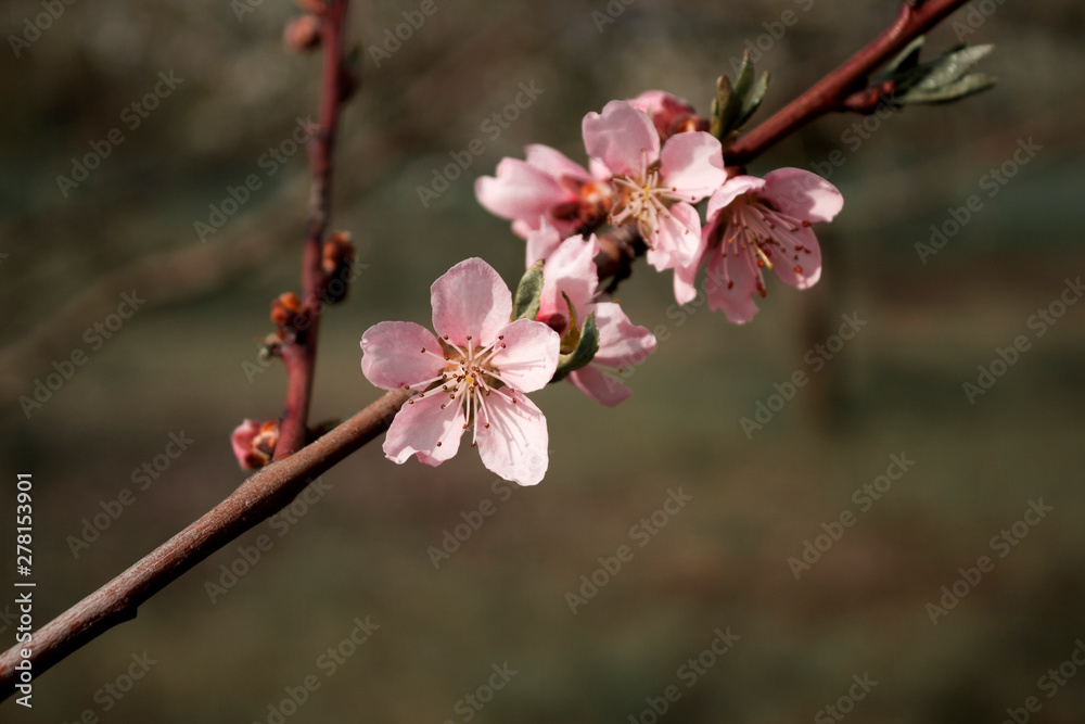 Obraz premium cherry blossom in spring