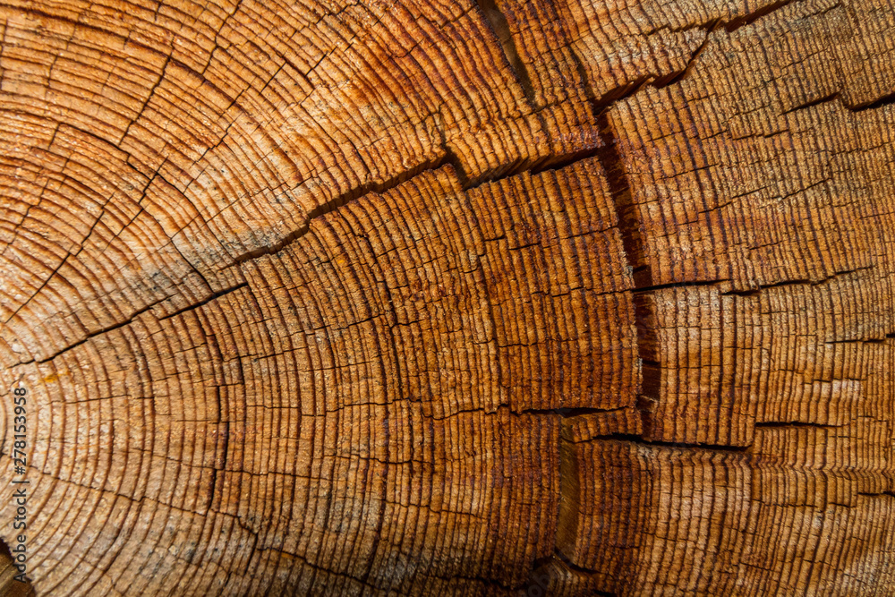 Fototapeta premium Belle tranche