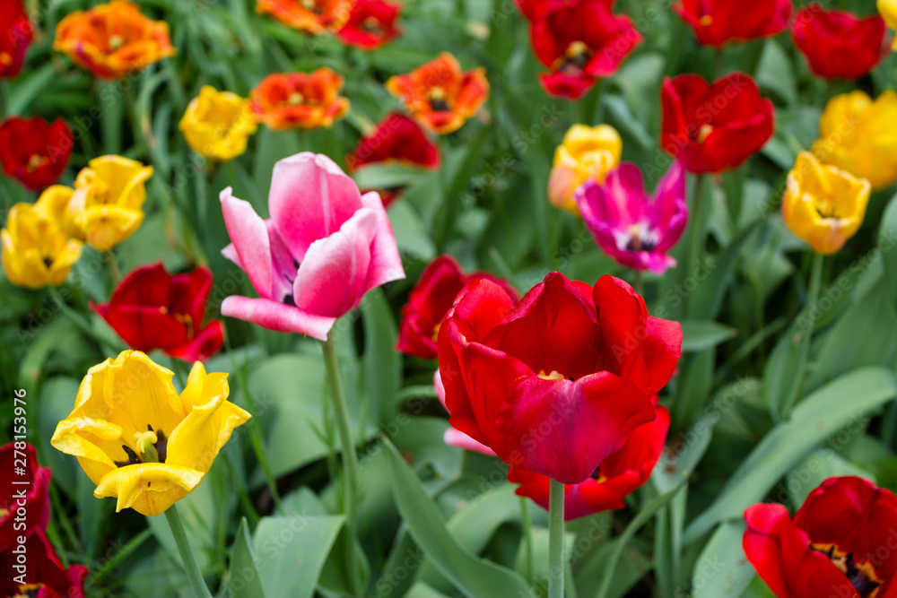 tulips in the garden