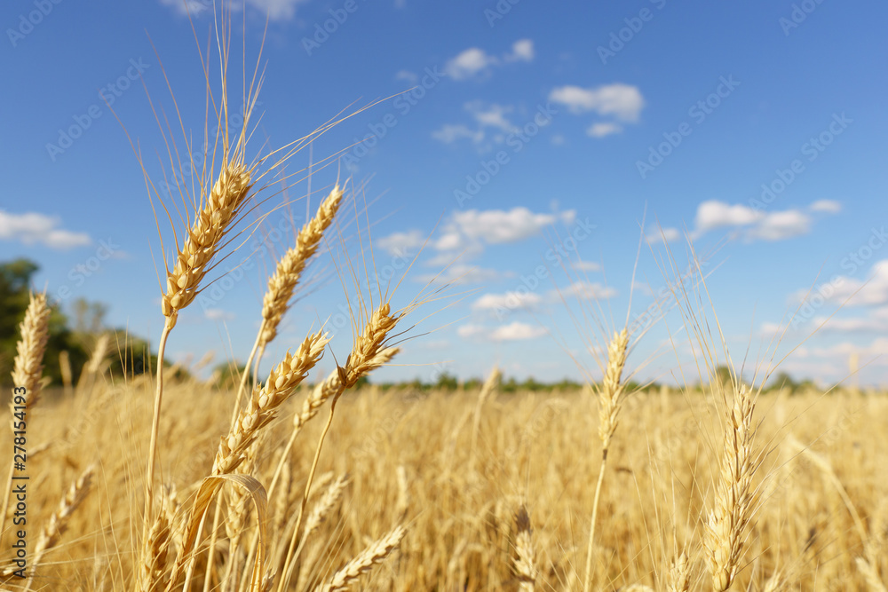 Wheat field and blue sky. Rural scenery under shining sunlight. Agricultural landscape, countryside, harvest Wheat field and blue sky. Rural scenery under shining sunlight. Agricultural landscape, countryside, harvest