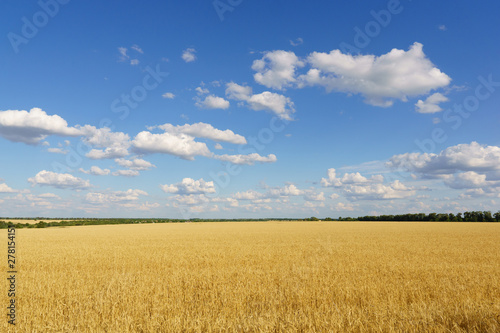 Wheat field and blue sky. Rural scenery under shining sunlight. Agricultural landscape, countryside, harvest