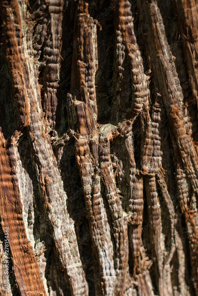 Naklejka premium Ecorce d'arbre