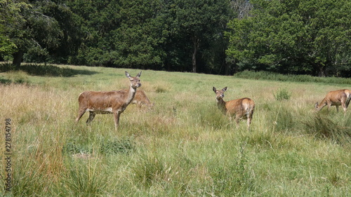 Red deer does in an English meadow on a summers day © Bruce
