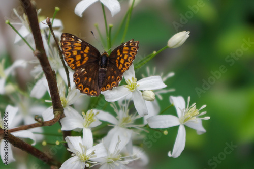 Farfalla in montagna Alpi Orobie Bergamo