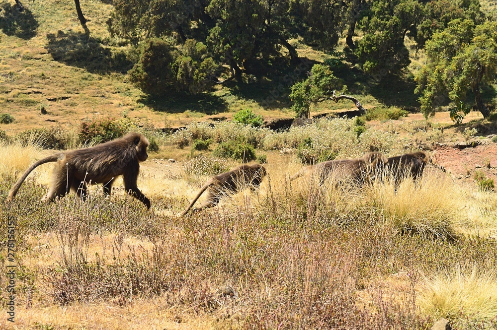 Ethiopia. Gelada is a rare species of Primate. It lives exclusively on the mountain plateaus of Ethiopia, in the mountains of Siemens. Ethiopia. Gelada is a rare species of Primate. It lives exclusively on the mountain plateaus of Ethiopia, in the mountains of Siemens.