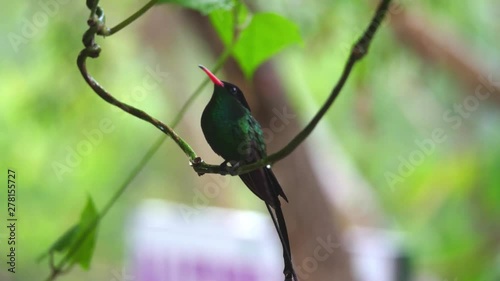 A close up of a red-billed streamertail hummingbird or doctor bird roosting on a vine with water droplets then flies away in Ocho Rios on the tropical island of Jamaica in the Caribbean.