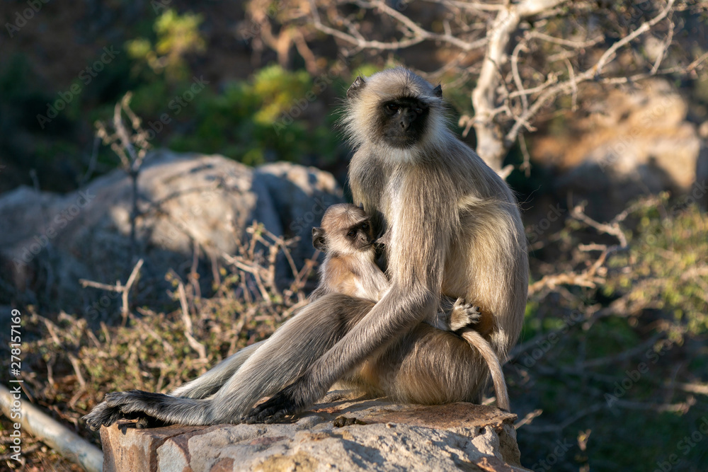 Langur monkeys sitting on stone and breastfeed. Maternal feelings in world of living ones. monkey feeds cub.
