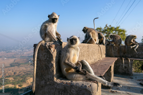 A group of langur monkeys on Mount Pushkar sit on a bench in the morning.