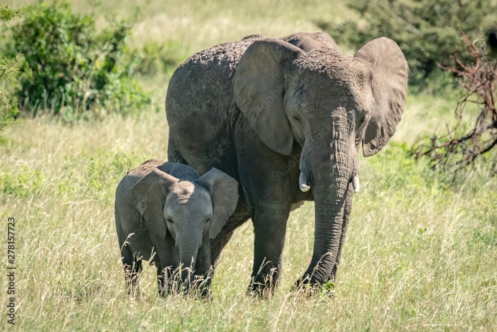 African bush elephant and calf stand side-by-side