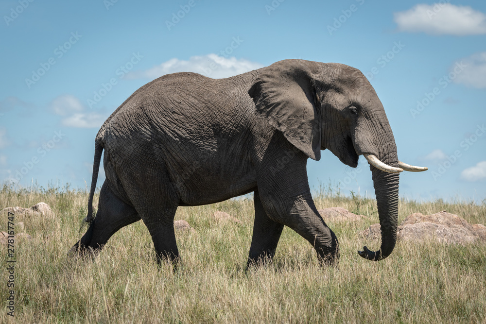 Fototapeta premium African elephant walks past in long grass