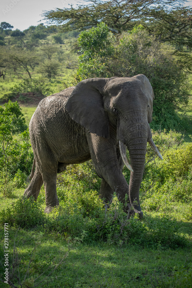 African bush elephant walks in dappled sunlight