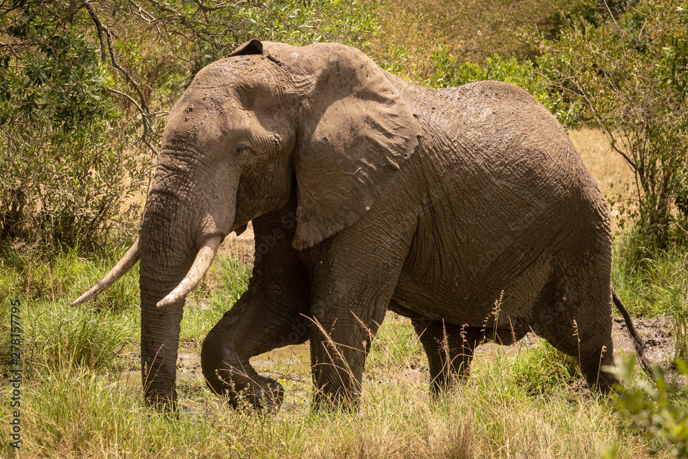 African bush elephant walks past muddy pool
