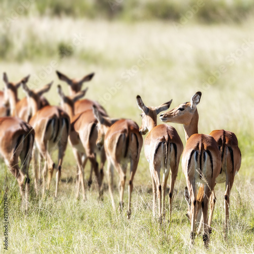 Harem of female impalas in the long grass of the Masai Mara © Rixie