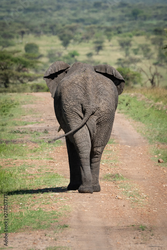 African bush elephant on track from behind