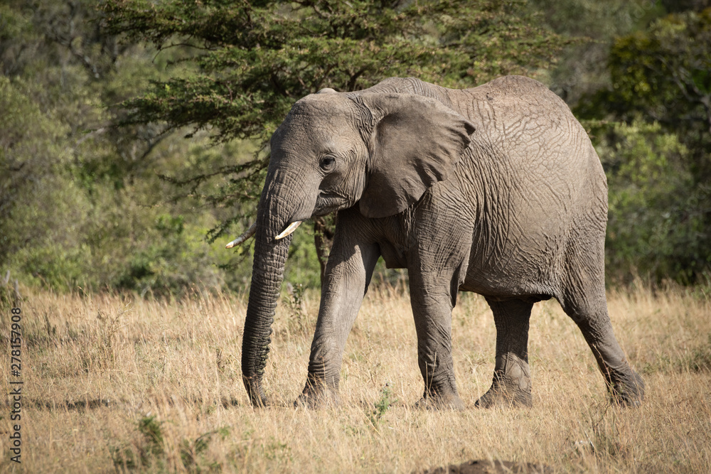 African elephant eyes camera walking across grass African elephant eyes camera walking across grass