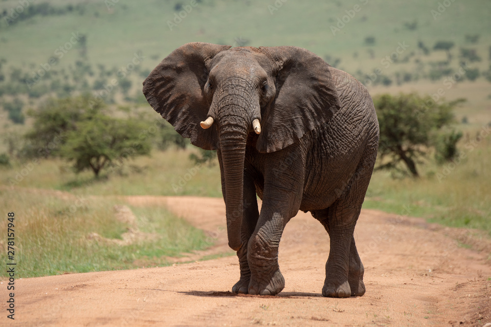 African elephant raises foot while crossing track
