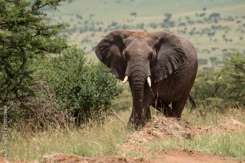 African elephant among bushes stares at camera