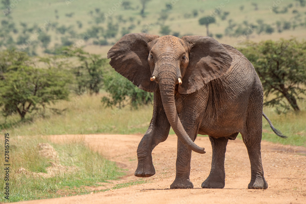 African elephant lifts foot while crossing track