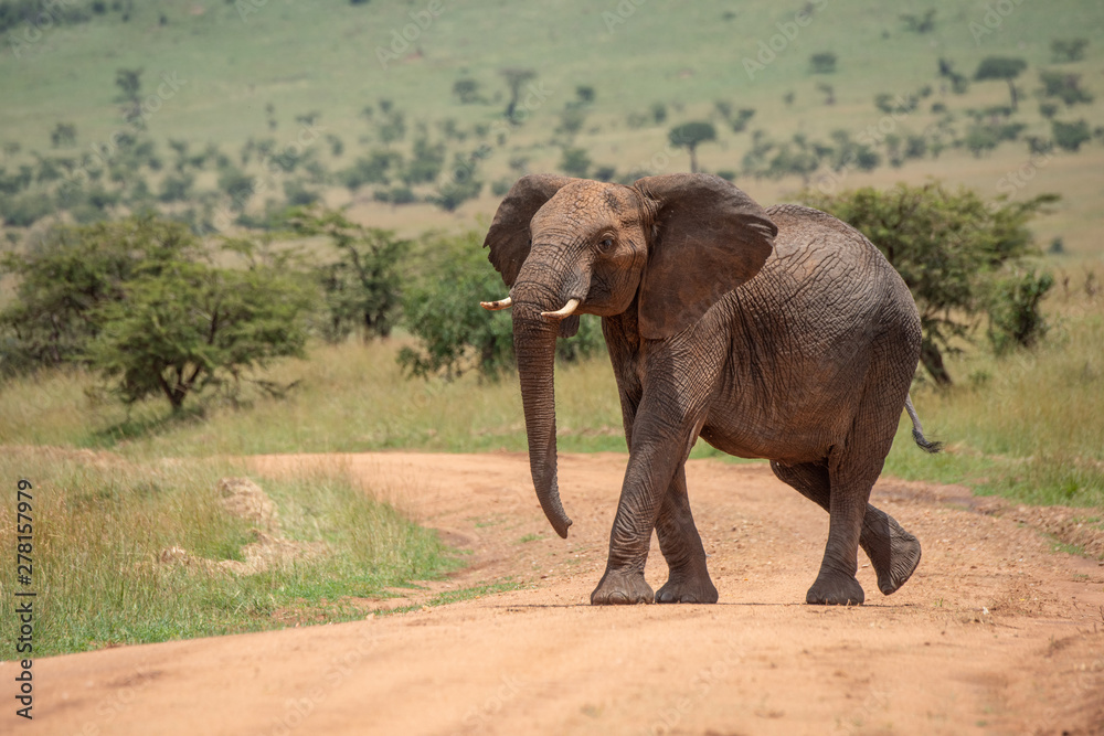 Fototapeta premium African elephant lifts head while crossing track