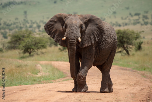 African elephant raises foot while crossing track © Nick Dale