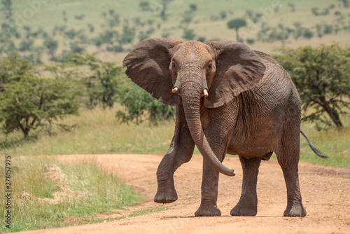 African elephant lifts foot while crossing track