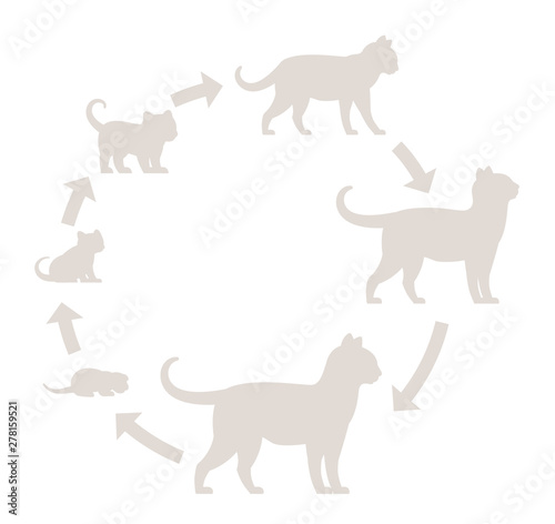 Round stages of cat growth silhouette set. From kitten to adult cat. Animal pets. Pussy grow up animation progression. Circle Pet life cycle. Vector illustration.