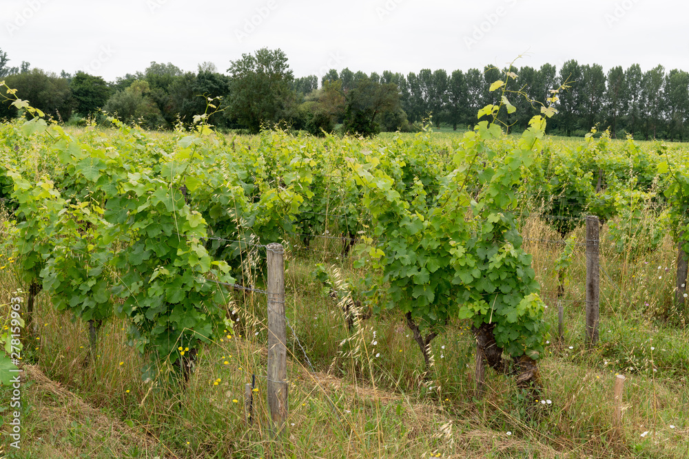 ripe grapes in the vineyard in Bordeaux Saint Emilion on organic vine