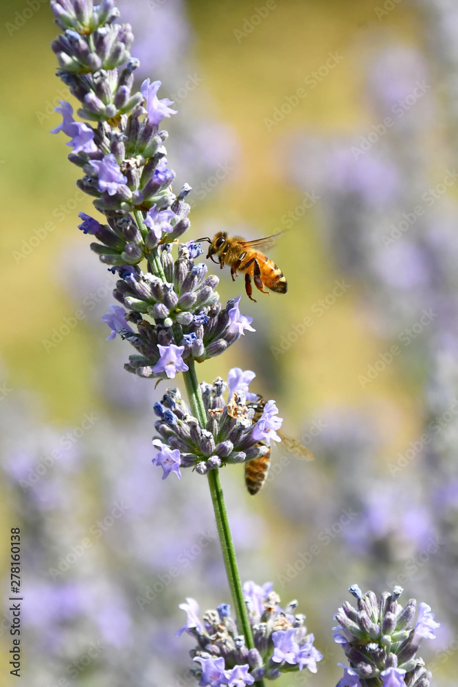 Le api raccolgono il nettare per farne il miele dai fiori profumati della lavanda Le api raccolgono il nettare per farne il miele dai fiori profumati della lavanda