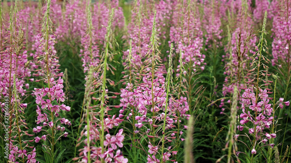 Obraz premium Ivan-tea blooms in the field. a perennial plant is one of willowherb family